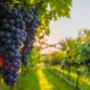 Azienda Vinicola Canelli