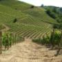 Vigneti Canelli