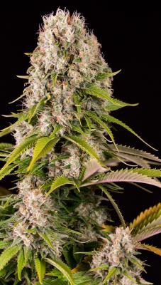 cannabis