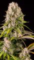 La Cannabis può prevenire e curare il Coronavirus