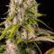 cannabis