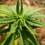 Canada sativa