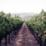 Etna degustazione vino