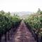 La-vigna