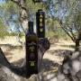 Olio