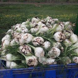 azienda agricola sovereto di Giovanni Antonio Iedà