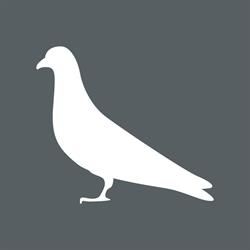 Animall.it - Ivana Racing Pigeon