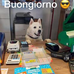 Tabaccheria e Articoli da Regalo da Lulù