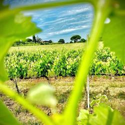 Winery Fattoria Cantagallo