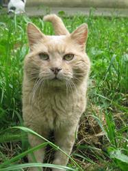 Gattile Comunale di Ferrara - A Coda Alta & Gata odv
