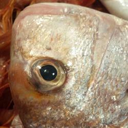 Pescheria Due Mari