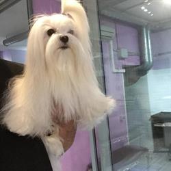 Fashion Dog