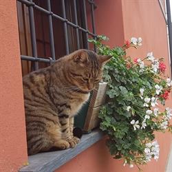 La casa dei gatti