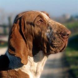 Allevamento dei Sanchi - Bracco Italiano
