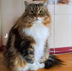 Degli Zar Allevamento Gatto Siberiano Pescara Abruzzo (Cuccioli Disponibili in Vendita)