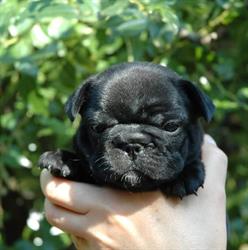 Allevamento De Valoisse Bulldog Francese