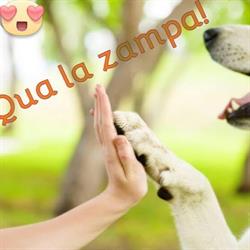 Qua La Zampa