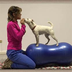 Fisio-Veterinaria