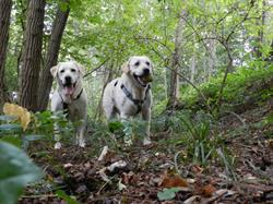 Parco giochi a 6 zampe - Cani felici & Montello in natura