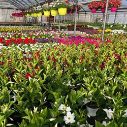 Floricoltura Moretto