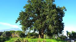 GROUNDING INSTITUTE - Bioenergetica, Ipnosi, Rebirthing