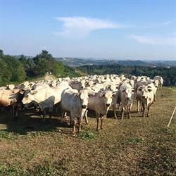 Azienda Agricola C.G. di Cantone e Rivella S.S.