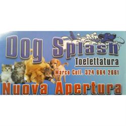 Dog Splash
