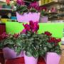 Gallery Cliente