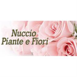 Nuccio Piante e Fiori di Natale Scaccio