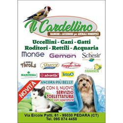 Il Cardellino