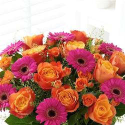 Fiori e piante