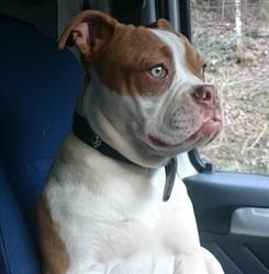 Toelettatura Dogs a Domicilio Roberto Mazza
