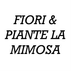 Fiori e Piante La Mimosa