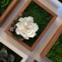 idee regalo quadri muschio licheni fiori stabilizzati
