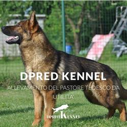 Dpred kennel