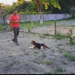 Leo Dog Park