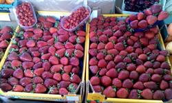 Buongustaio della Frutta e Verdura