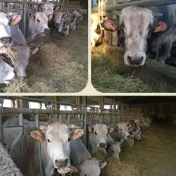 Cascina dei Tigli di Dal Cerro Alessandra