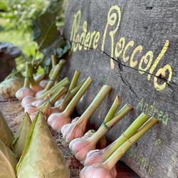 Azienda Agricola Biologica Podere Roccolo