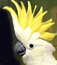 Zoolandia