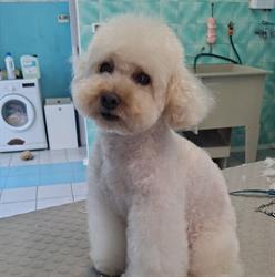 Toelettatura Mi Fido di Te