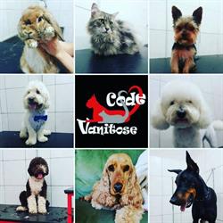 Code Vanitose Toelettatura