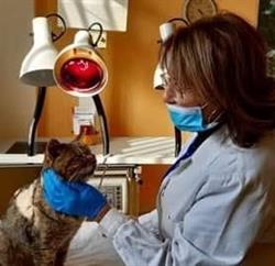 VeterinariAmica