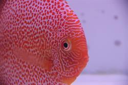 Megadiscus