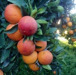 Frutta e ortaggi di Sicilia