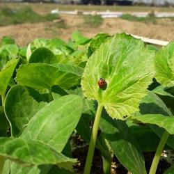 Azienda Agricola Cantalupo