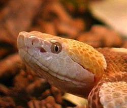 Reptiland Galleria di Scienze Naturali e Centro Erpetologico