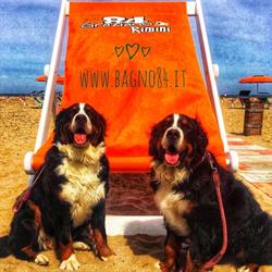 Bagno 84 Graziano Rimini - Spiaggia Dog friendly