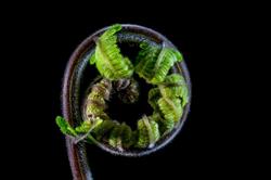 Koru Lab