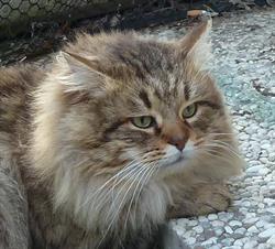 Taiga Siberian cats